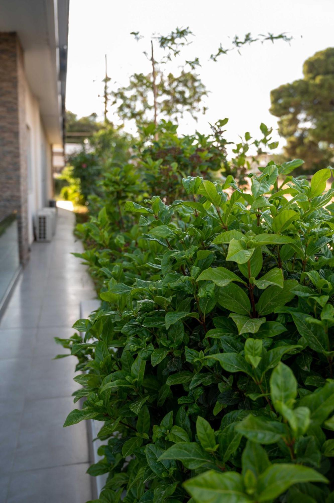 Finikas Suites & Apartments 10Min From Athens Airport Артеміда Екстер'єр фото